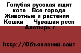 Голубая русская ищит кота - Все города Животные и растения » Кошки   . Чувашия респ.,Алатырь г.